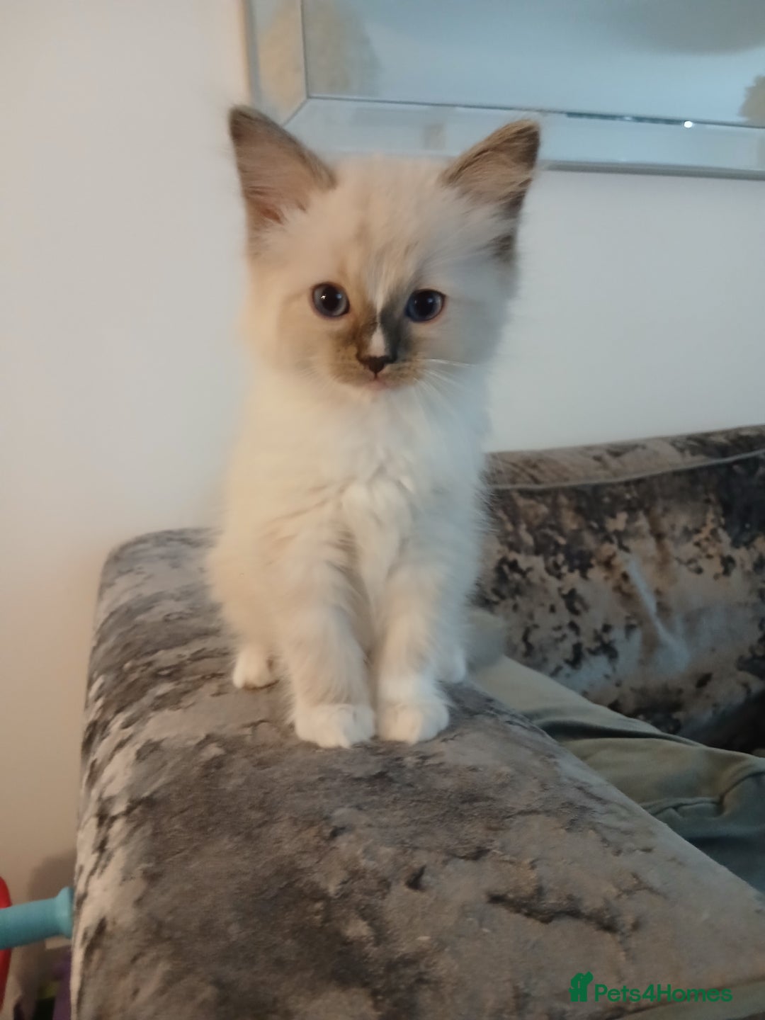 Ragdoll cats for sale: Fluffy ragdoll kittens  - Image 2