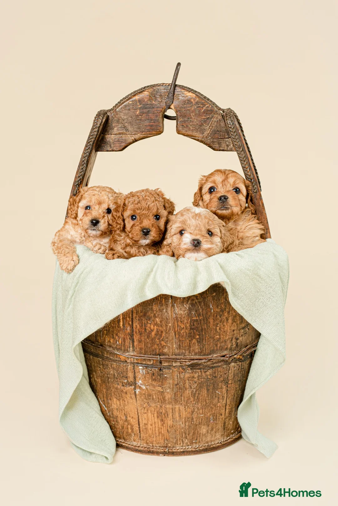 Cavapoo dogs for sale: Beautiful F1b Cavapoo Puppies - Advert 12