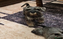 Miniature Schnauzer dogs for sale: Vaccinated and health Checked Mini Schnauzer Pups - Image 9