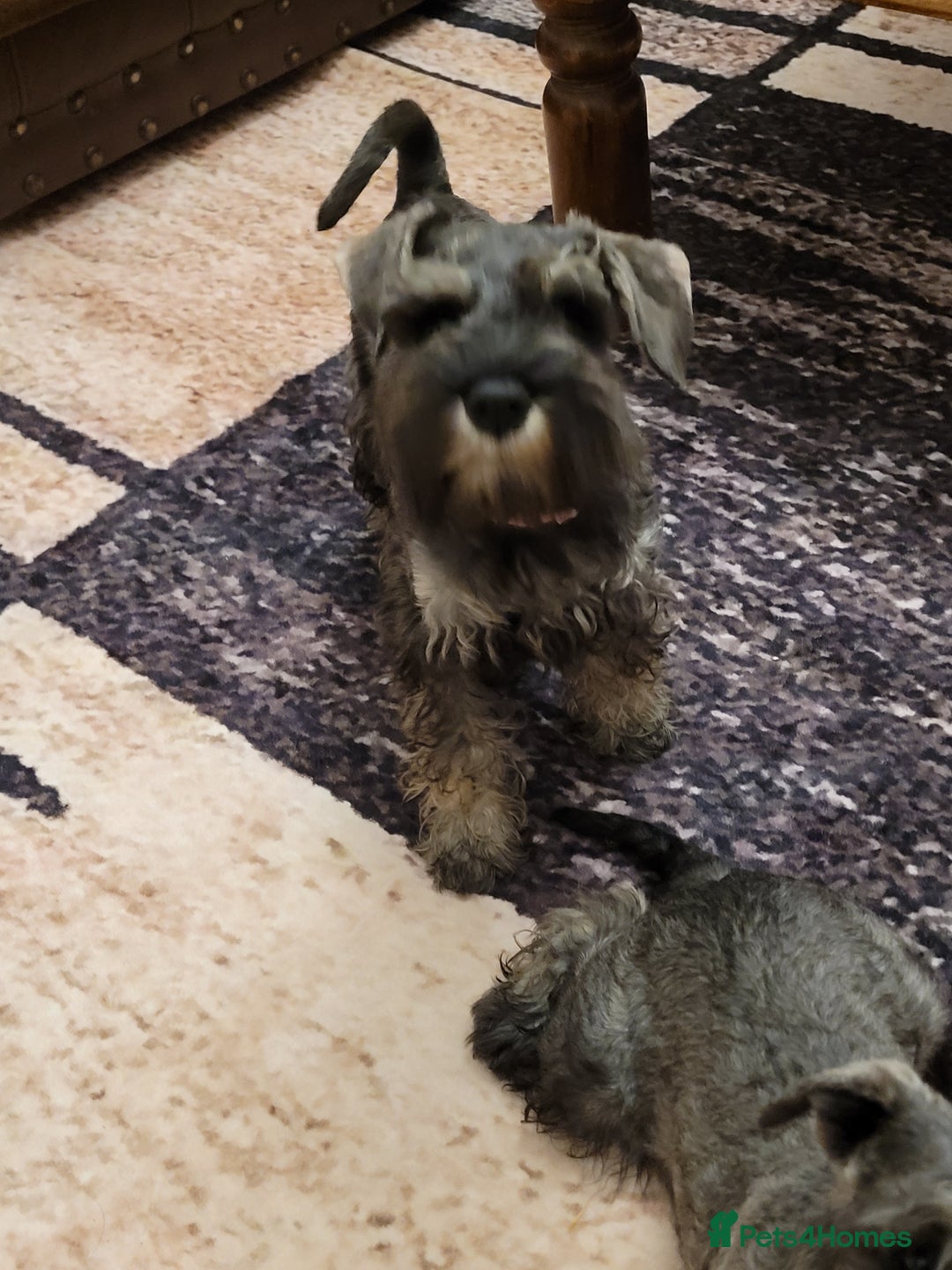 Miniature Schnauzer dogs for sale: Vaccinated and health Checked Mini Schnauzer Pups - Image 9