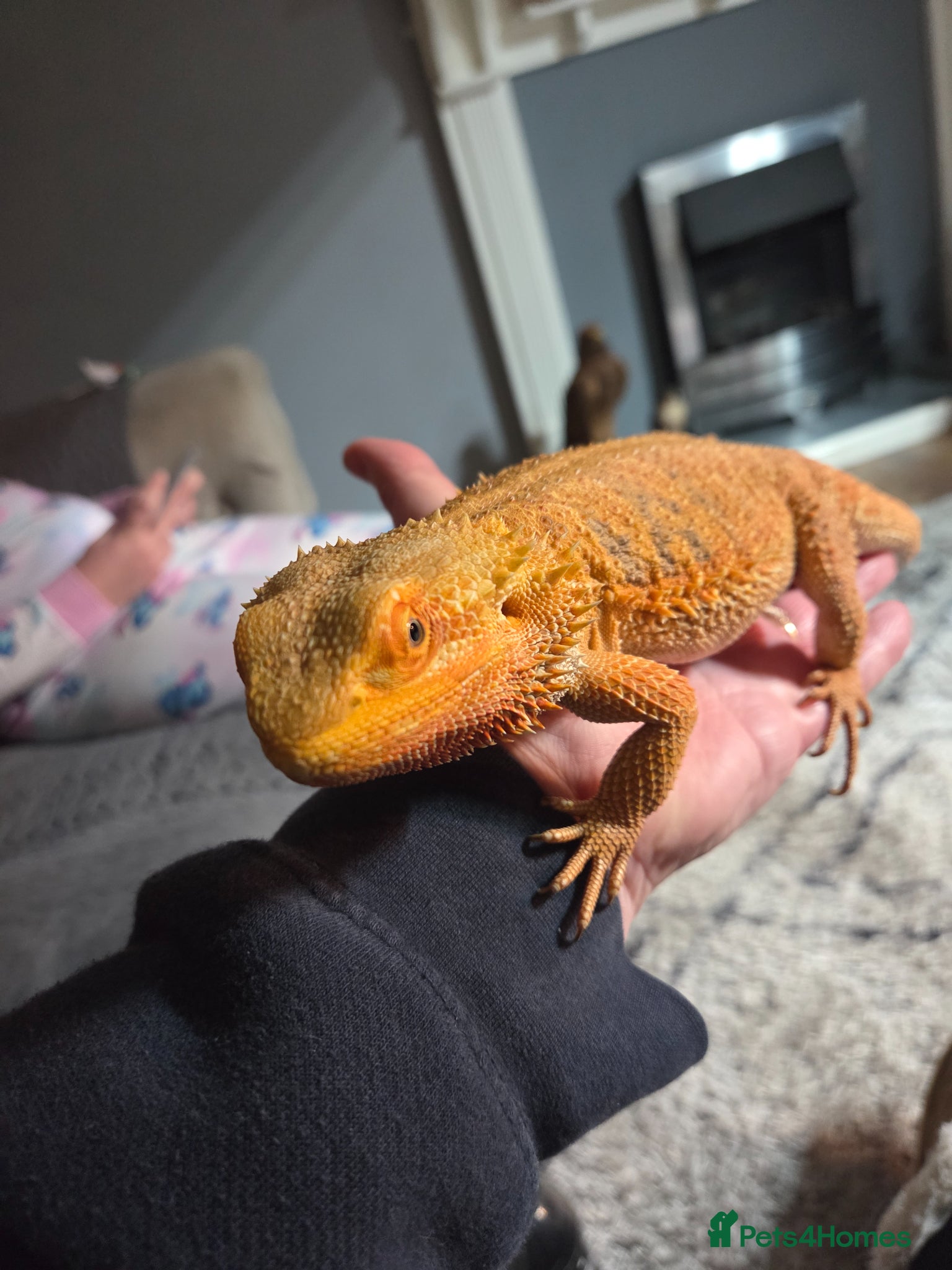 Bearded Dragon reptiles Female Bearded Dragon - Advert 1