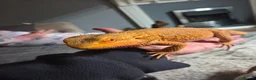 Bearded Dragon reptiles for sale: Female Bearded Dragon - Advert 1