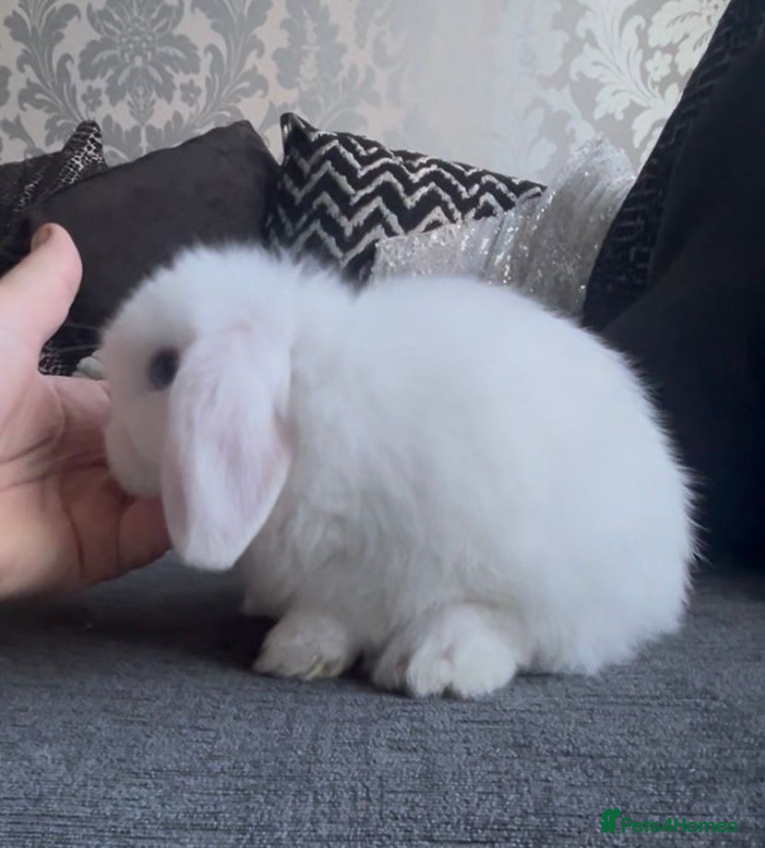 Mini Lop rabbits for sale: READY NOW Beautiful mini lop babies  - Advert 2