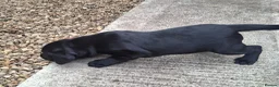 Labrador Retriever dogs for sale: Black Labrador Retriever Puppies in Radstock - Advert 8