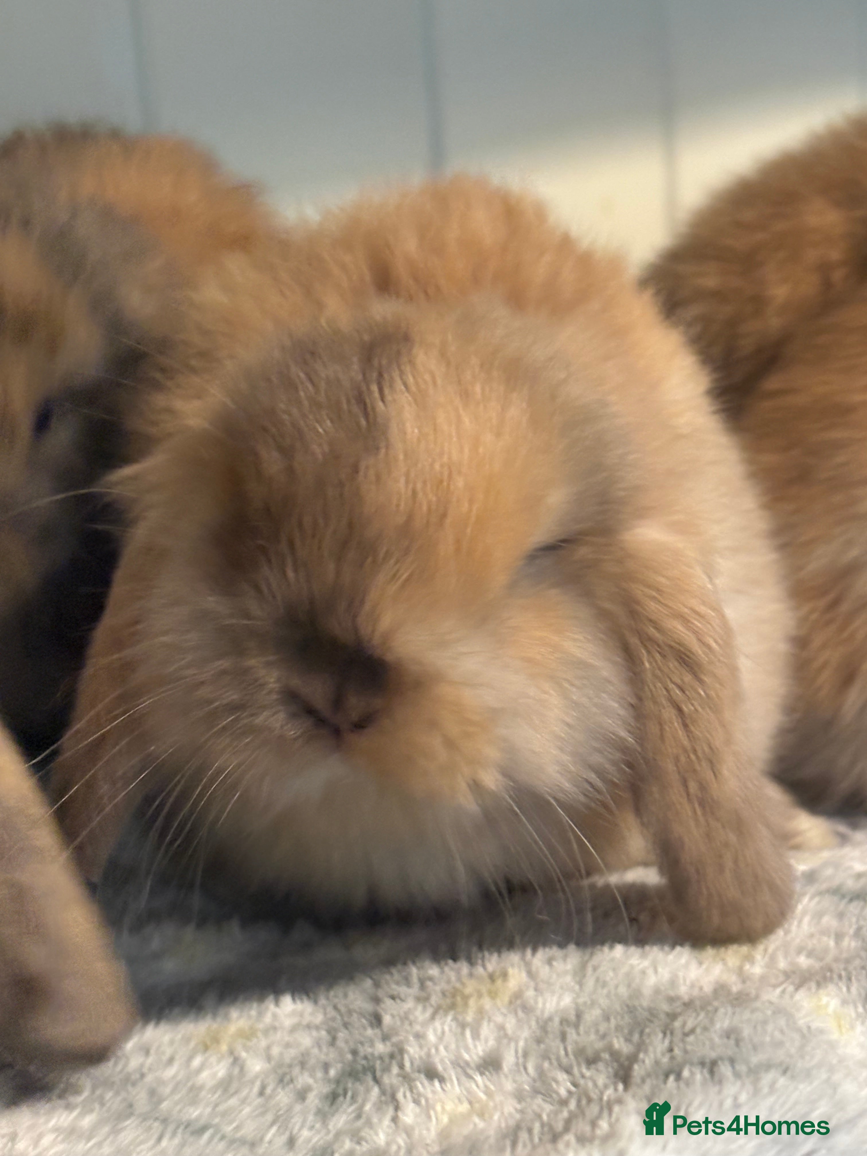 Mini Lop rabbits Vaccinated/raised indoors, mini lops and lion lop  - Advert 16