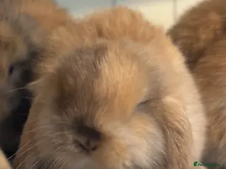 Mini Lop rabbits Vaccinated/raised indoors, mini lops and lion lop - Advert 16