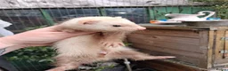 Ferret rodents for sale: Four sandy hobs - Advert 3