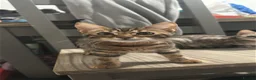 Bengal cats for sale: Brother & sister bengal kittens  in Hull - Advert 4