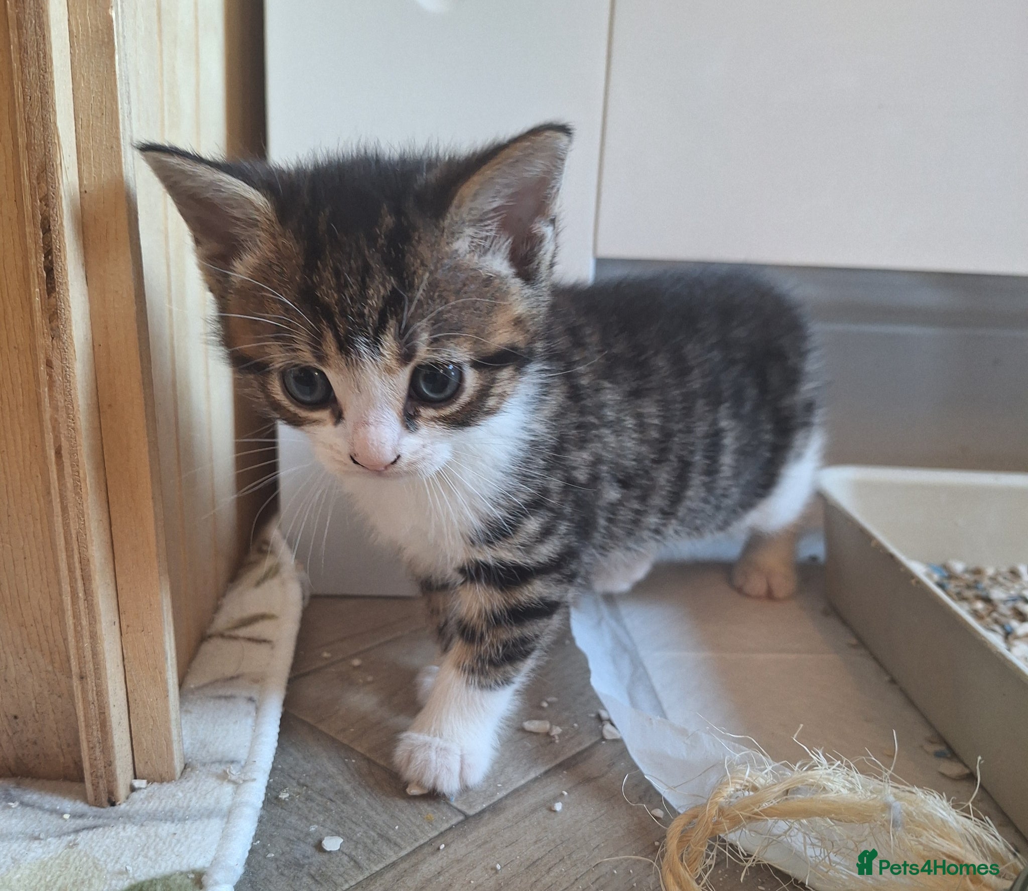 Bengal cats Gorgeous bengal mix babies 3/6 left - Advert 5