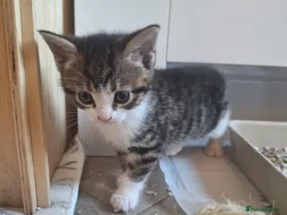 Bengal cats Gorgeous bengal mix babies 3/6 left - Advert 3