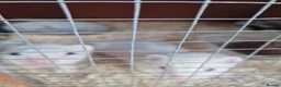 Ferret rodents for sale: 7 baby ferrets  - Advert 2