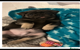 Pug dogs for sale: Stunning pug pups🤍due Oct 2025-ready 15-24th Dec - Image 6