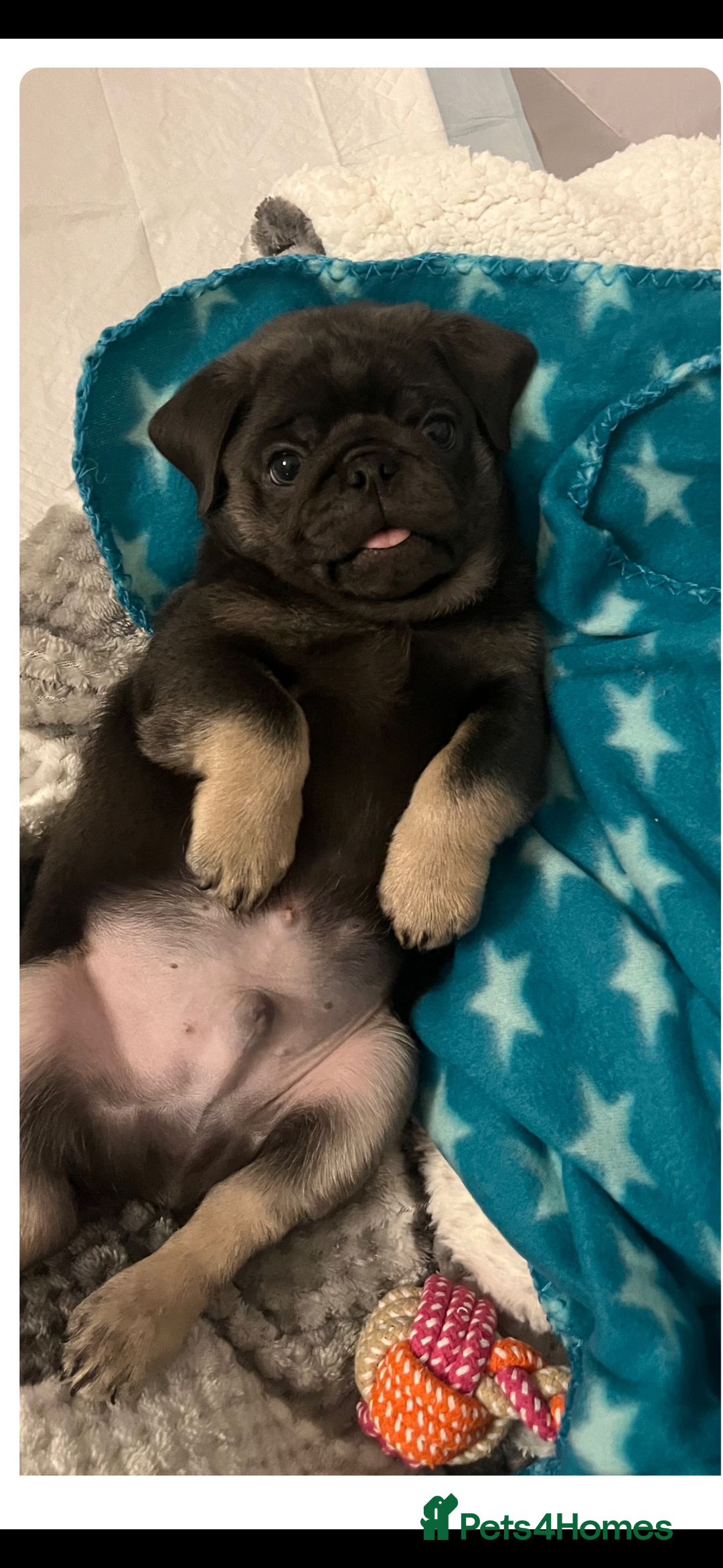 Pug dogs for sale: Stunning pug pups🤍due Oct 2025-ready 15-24th Dec - Image 6