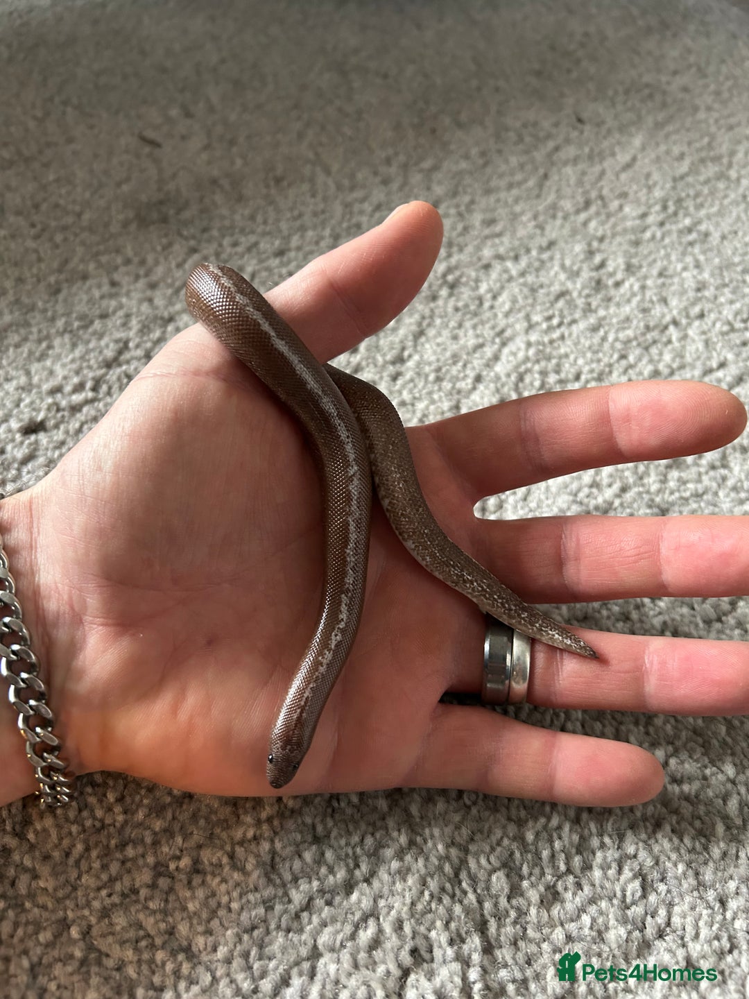 Snake reptiles for sale: Anery stripe Kenyan sand boa CB22 - Advert 3