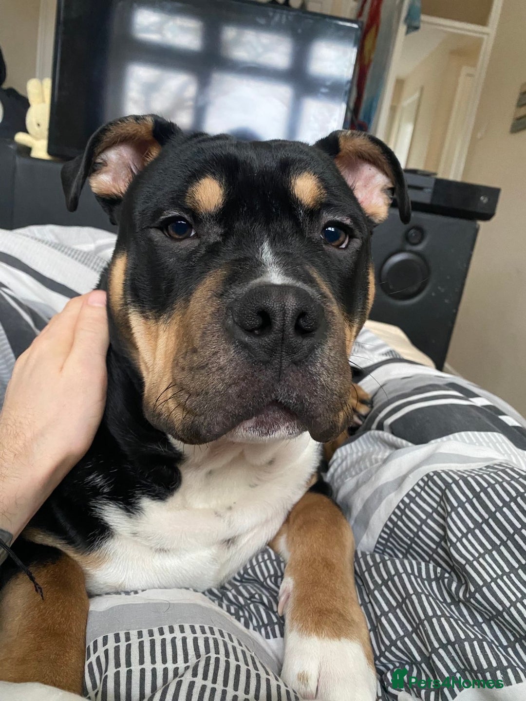 Mixed Breed dogs for sale: 6 month old pocket bully - Advert 2