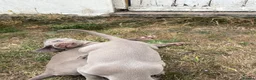 Weimaraner dogs for sale: 🐶KC Registered Weimaraner Puppies 🐶 - Advert 12