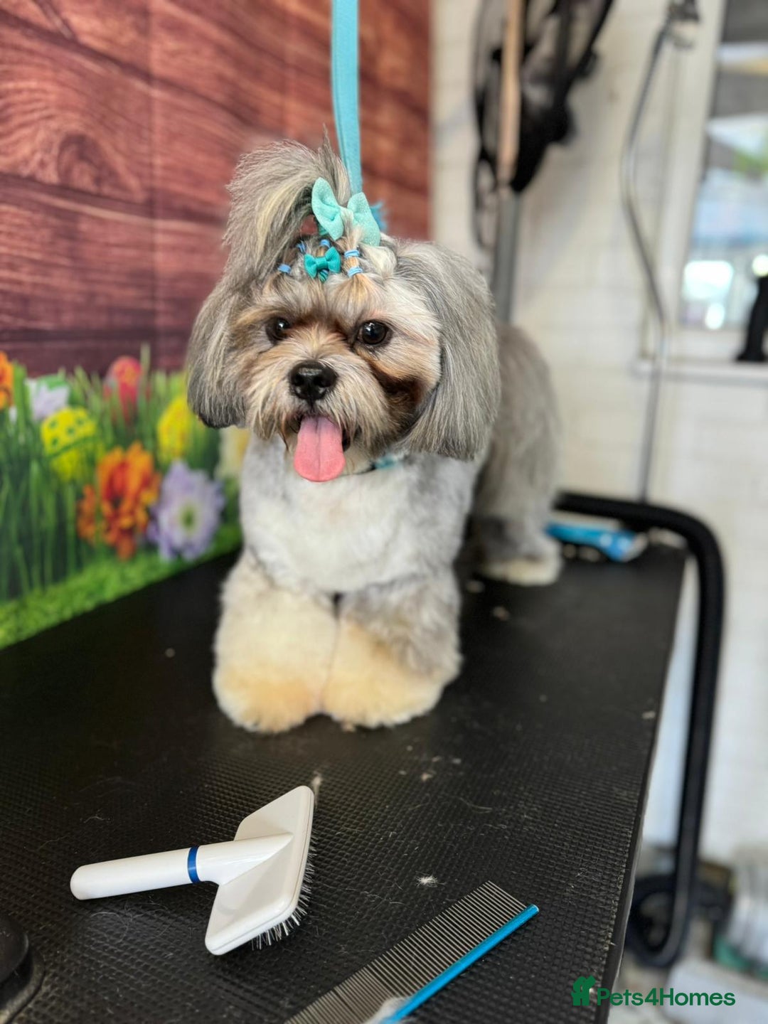 Lhasa Apso dogs for stud: Pedigree Stud in Harlow - Advert 6