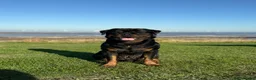 Rottweiler dogs for sale: Two Rottweiler puppies left to reserve!  - Advert 16