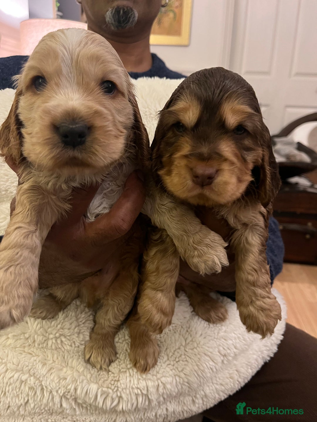 Cocker Spaniel dogs for sale: Adorable show type cocker spaniel pups - Advert 21