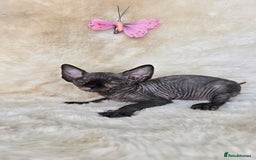 Sphynx cats for sale: Sphynx kittens bominant odd eyes  - Image 6