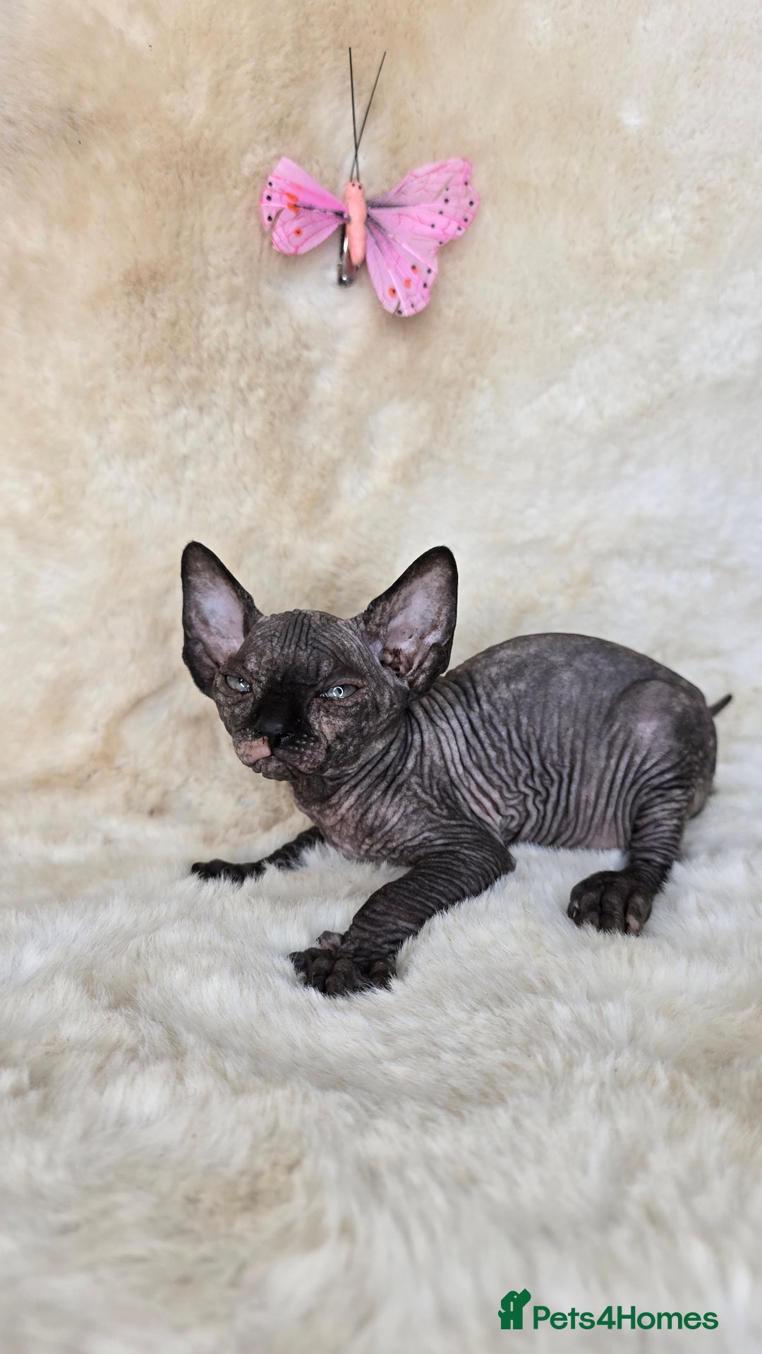 Sphynx cats for sale: Sphynx kittens bominant odd eyes  - Image 6