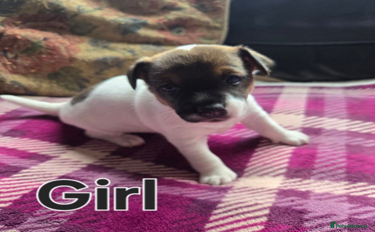 Jack Russell dogs - Advert 2