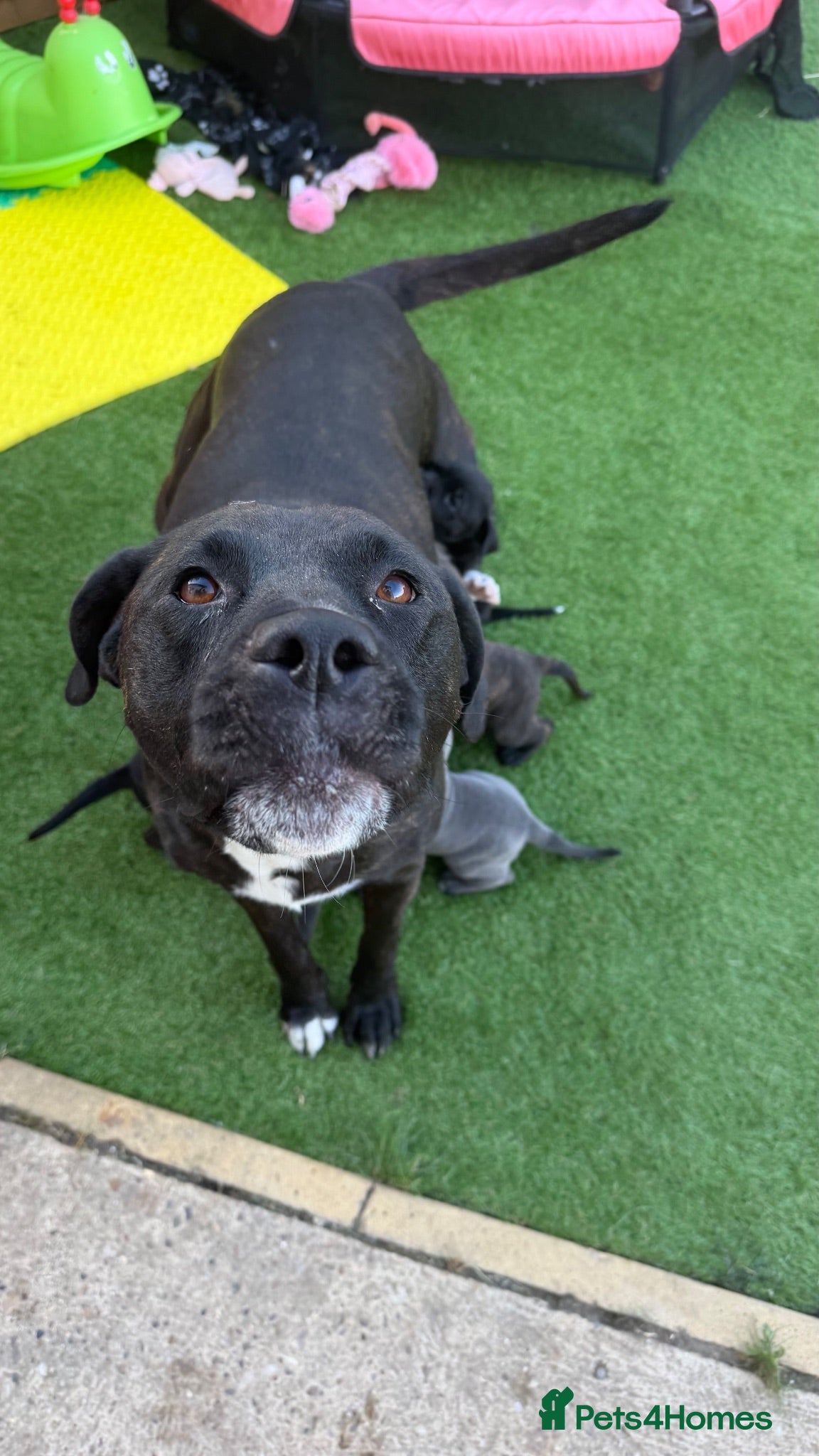 Mixed Breed dogs Cane corse x American bulldog puppies - Advert 3