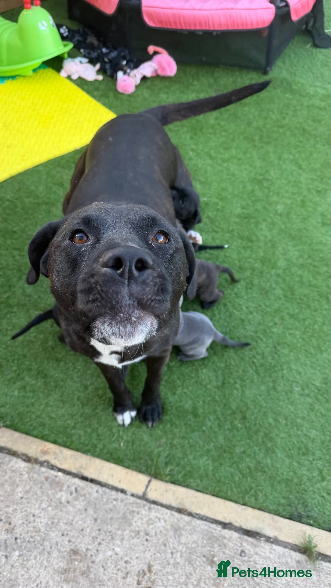 Mixed Breed dogs for sale: Cane corse x American bulldog puppies in Alford - Advert 1