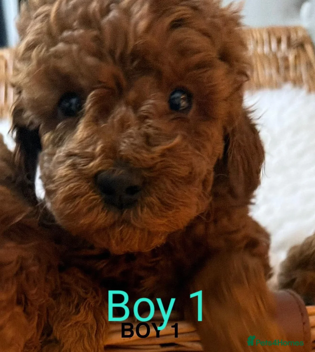 Toy Poodle dogs for sale: Tiny dark red Toy poodles in Waltham Cross - Advert 1