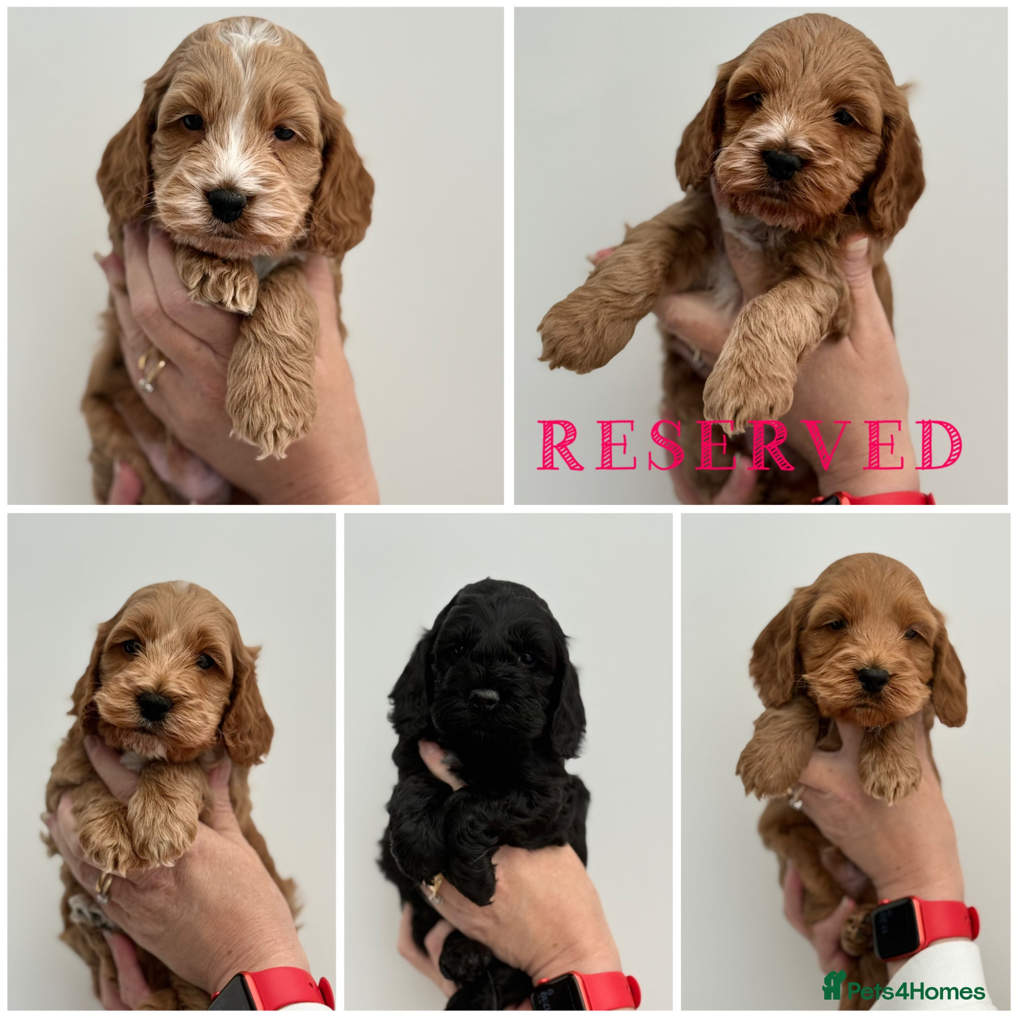 Cockapoo dogs F1 show line cockapoo puppies - Advert 1