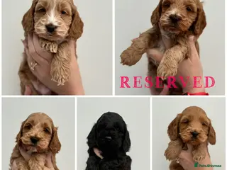 Cockapoo dogs F1 show line cockapoo puppies - Advert 1