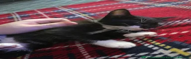 Tuxedo Male 1