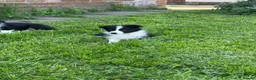 Border Collie dogs for sale: ISDS registered border collie puppies  - Advert 4