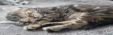 Ghost tabby