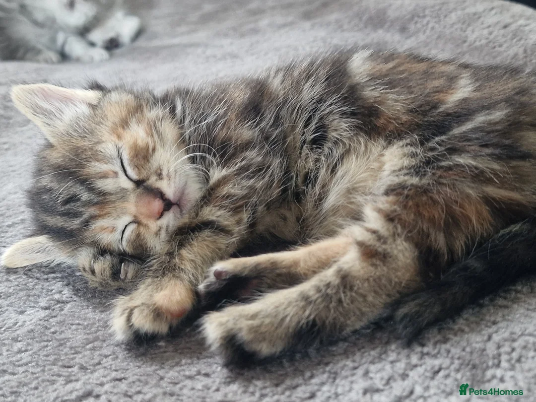 Mixed Breed cats for sale: Ghost tabby kittens in Broxburn - Advert 4