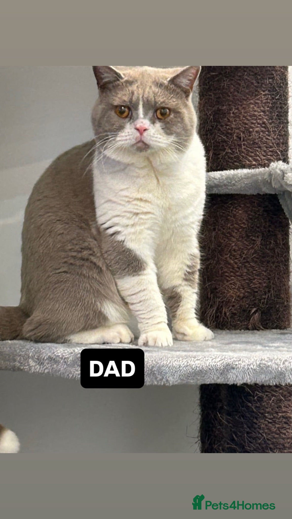 British Shorthair cats 🧸Chunky British Shorthair Kittens🧸 - Advert 2