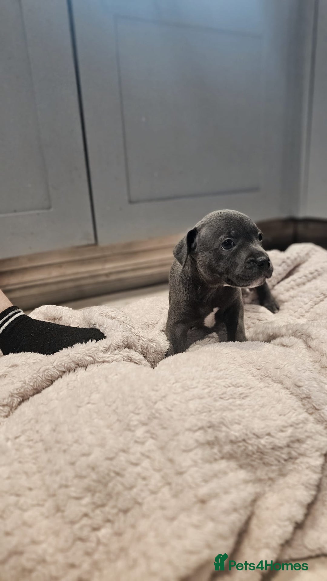 Staffordshire Bull Terrier dogs for sale: **COLLECT SAT 02/08**Blue Staffs KC Registered - Image 25