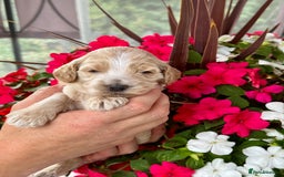 Cockapoo dogs for sale: 7 gorgeous apricot f1 DNA tested Cockerpoos  - Image 3