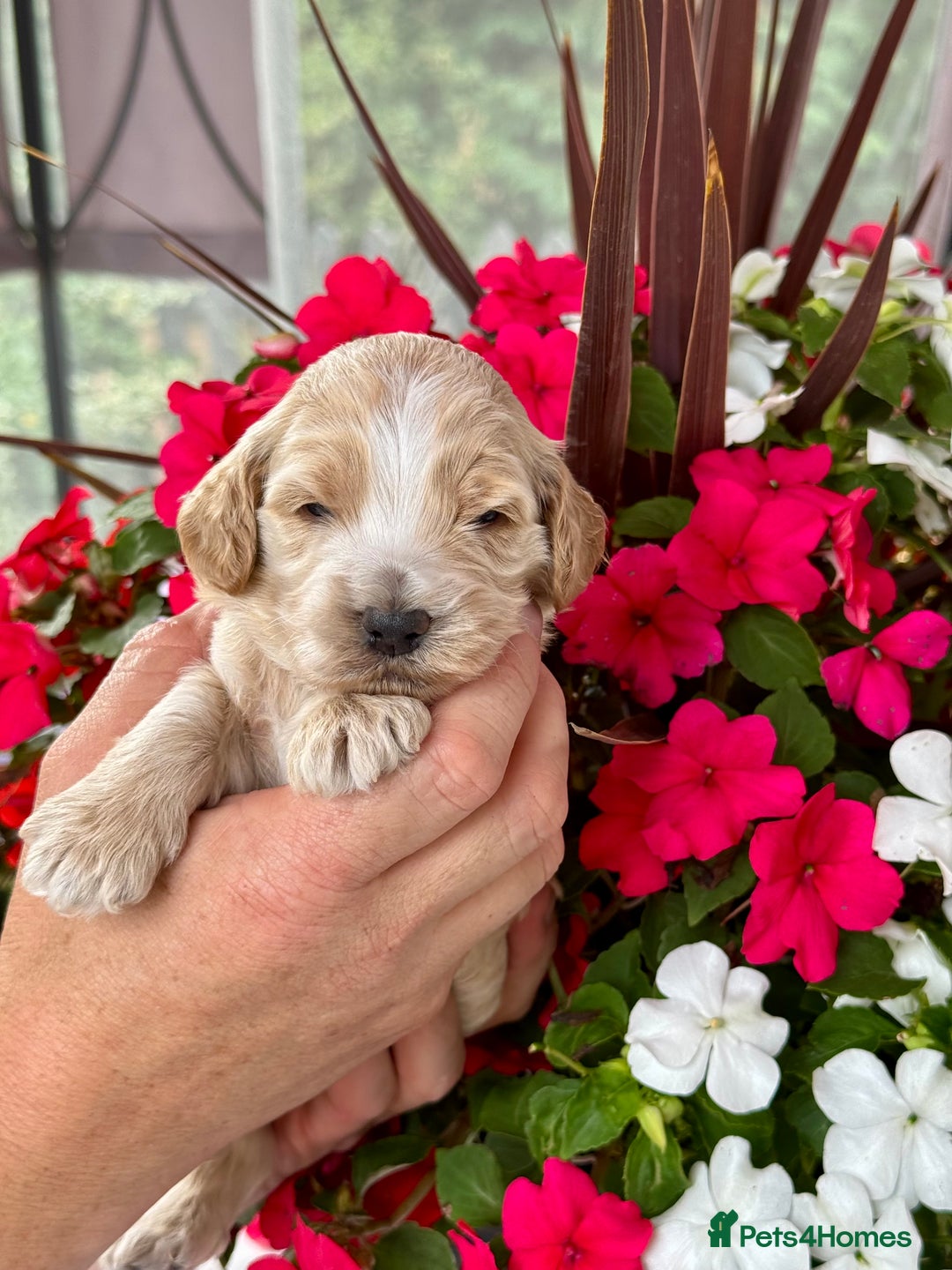 Cockapoo dogs for sale: 7 gorgeous apricot f1 DNA tested Cockerpoos  - Image 3
