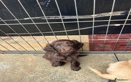 Cocker Spaniel dogs for sale: Cocker spaniel  - Image 5