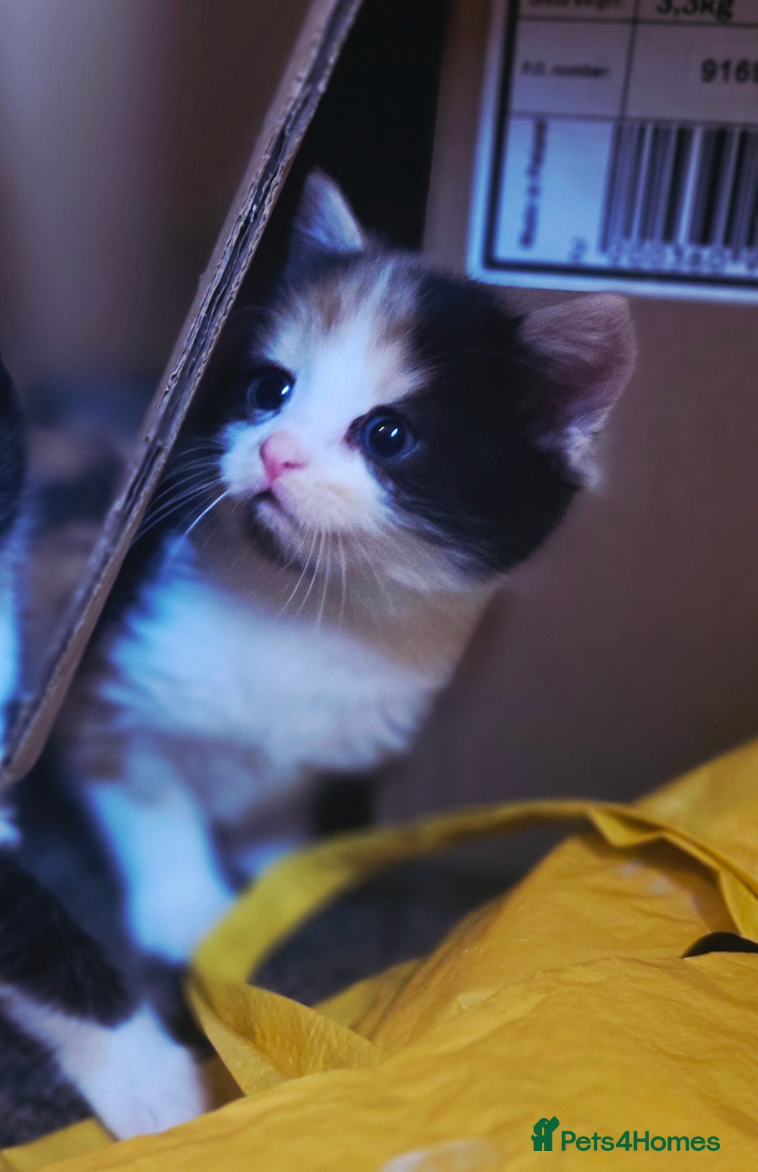 Mixed Breed cats for sale: Last girl left  - Image 1