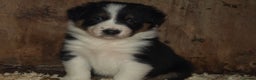 Border Collie dogs for sale: Border Collie puppies  - Advert 14