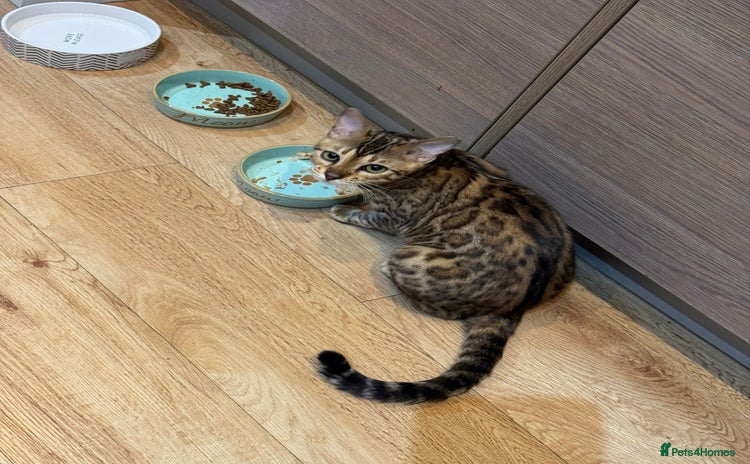 Bengal cats - Advert 2