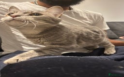 Domestic Shorthair cats for sale: 1 x Male and 1x Female cat - Advert 6