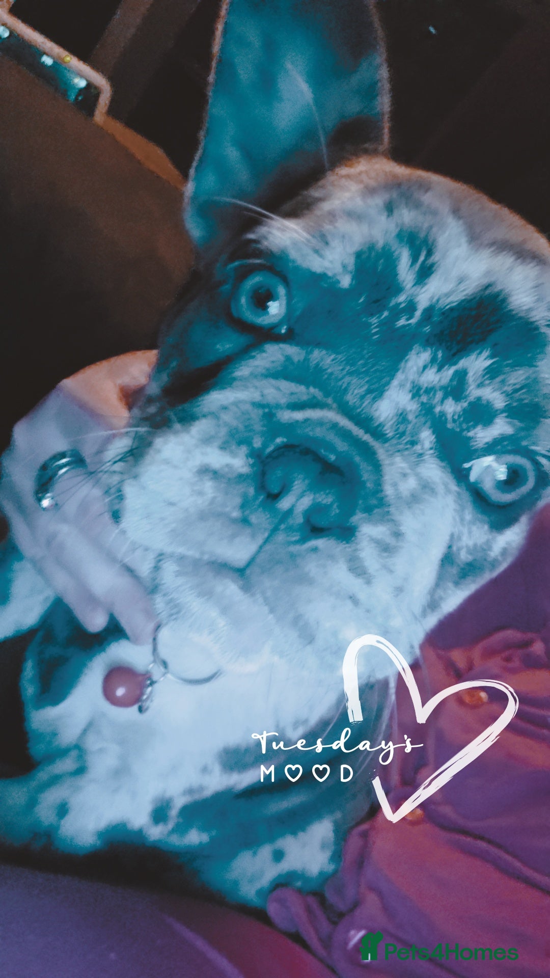 French Bulldog dogs for sale: 6 month old male  - Image 3