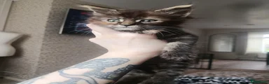 Maine Coon 3