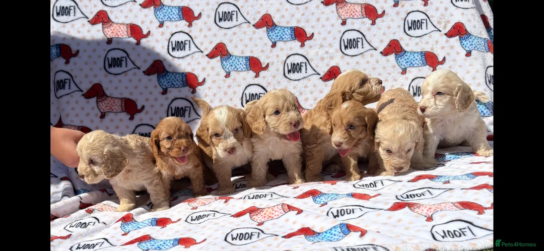 Cockapoo dogs for sale:  F1 cockapoo puppies  - Advert 1
