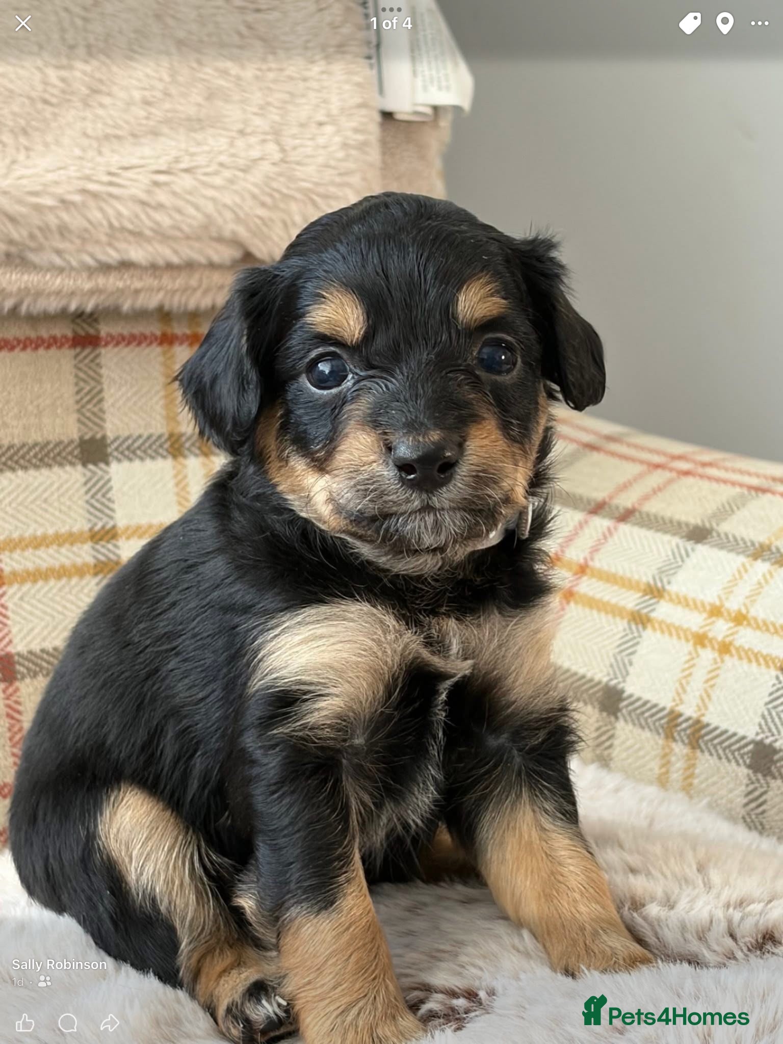 Mixed Breed dogs Cavapoochons - Advert 2