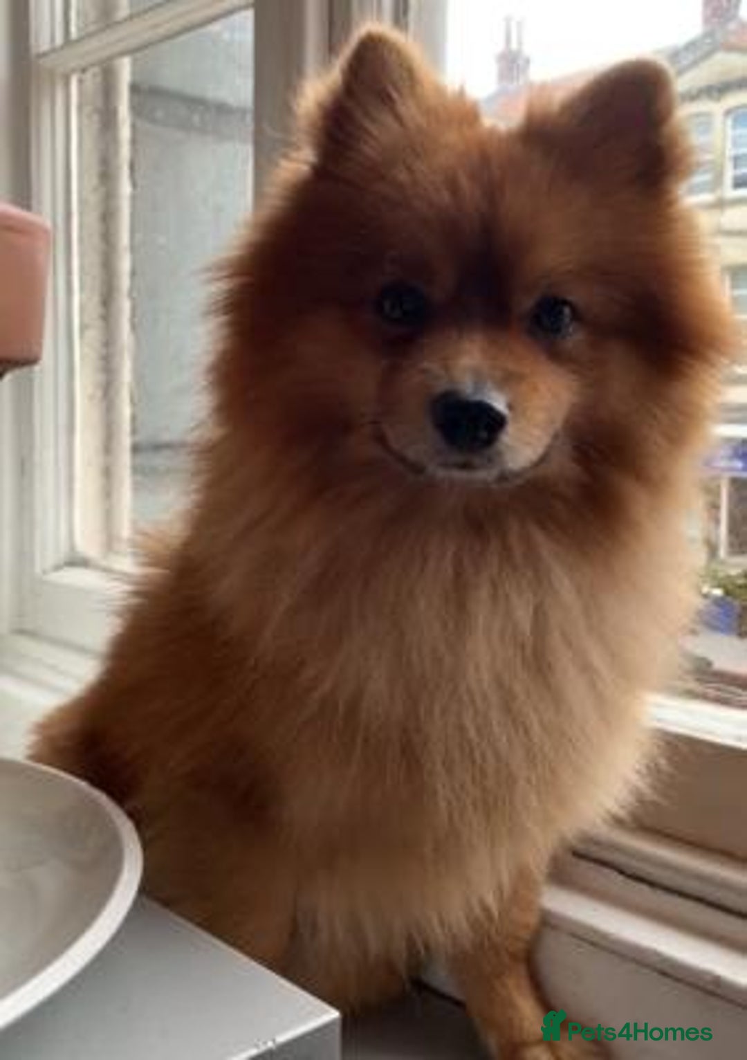 Pomeranian dogs for sale: Brilliant pomeranian - Advert 4