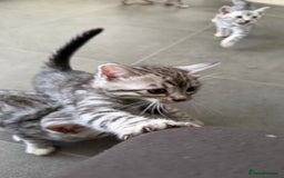 Bengal cats for sale: ❄️🐾Champion bloodline Snow Bengals 🐾❄️ - Image 9